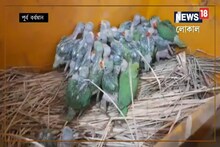 ভোরের অন্ধকারে পাচার হচ্ছিল টিয়া, তারপর যা হল...