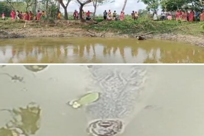 পাথরপ্রতিমায় পুকুরে কুমির