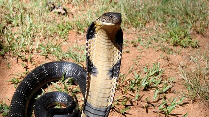 সোশ্যাল মিডিয়ায় ভাইরাল
Representative Image সোশ্যাল মিডিয়ায় ভাইরাল
Representative Image