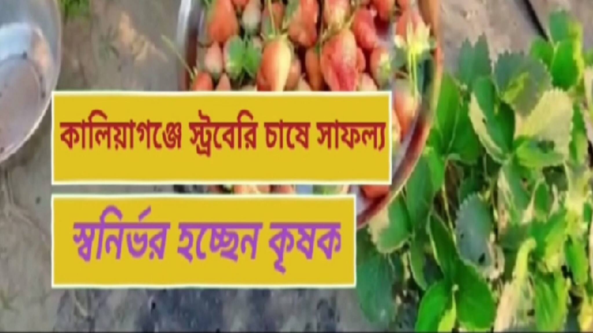 North Dinajpur news: স্ট্রবেরি চাষ করে মোটা টাকা আয়, জেনে নিন পুরো পদ্ধতি
