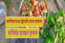 প্রথাগত চাষবাস ছেড়ে স্ট্রবেরি চাষ কালিয়াগঞ্জে কৃষকের
