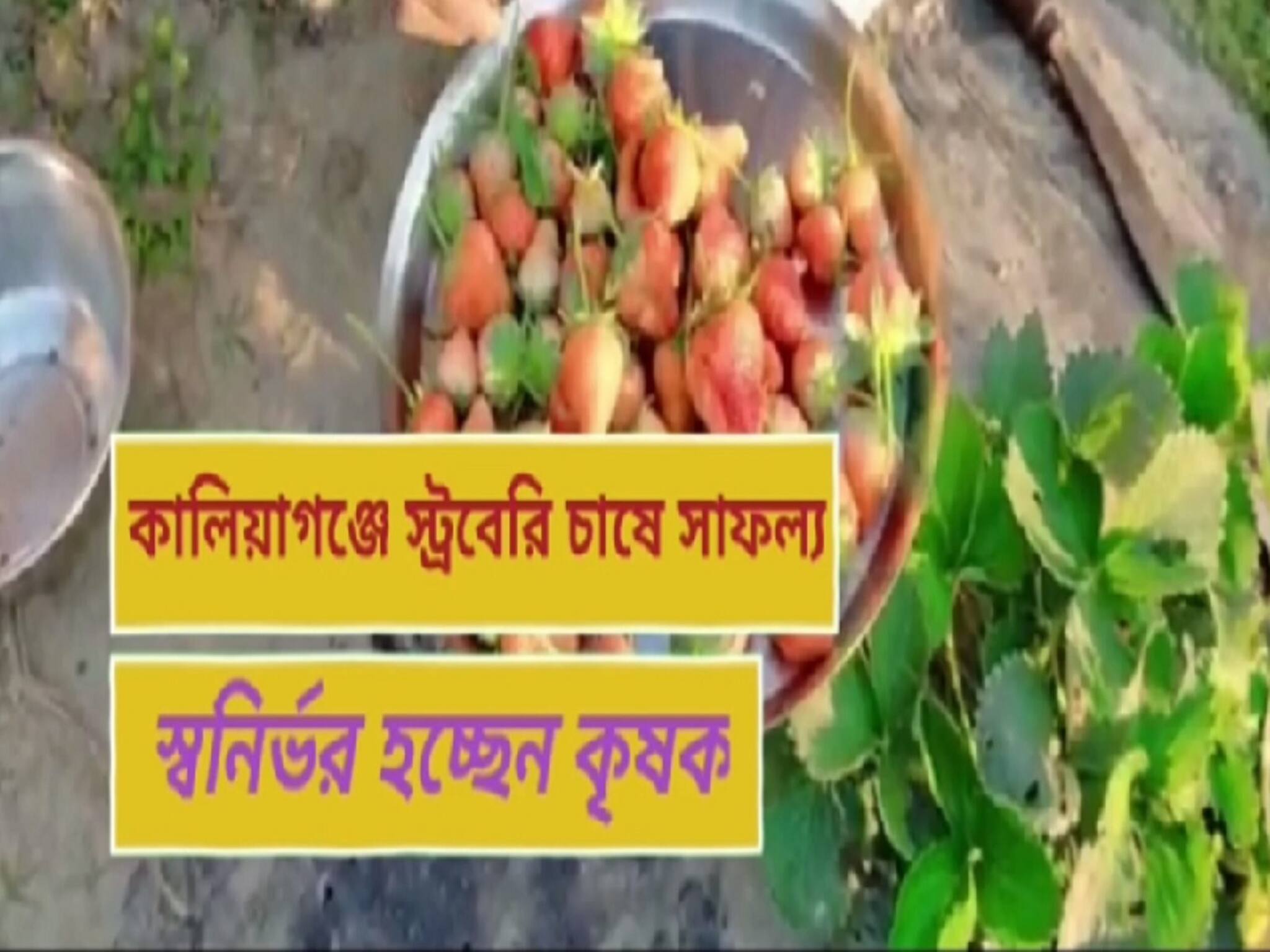North Dinajpur news: স্ট্রবেরি চাষ করে মোটা টাকা আয়, জেনে নিন পুরো পদ্ধতি