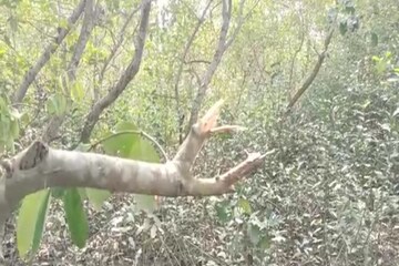 title=