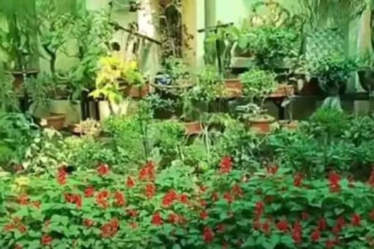 নিজের বারান্দায় জৈব সবজি চাষ করে সাফল‍্য পেয়েছেন এক ইঞ্জিনিয়ার, ঘটনা ভাইরাল
