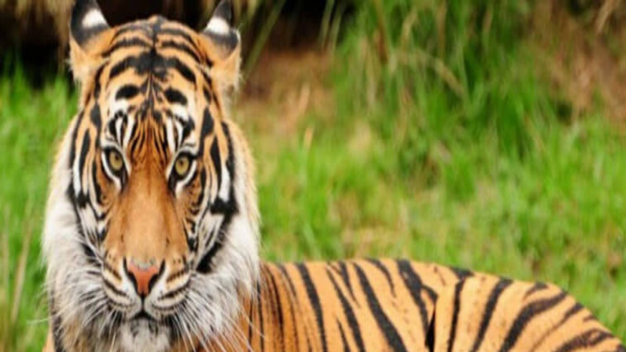 Royal Bengal Tiger: ব্যাগের মধ্যে রয়্যাল বেঙ্গল টাইগার...! দেখেই চক্ষু চড়কগাছ! আঁতকে উঠলেন কাস্টমস অফিসাররা