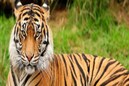 ব্যাগের মধ্যে রয়্যাল বেঙ্গল টাইগার..! দেখেই চক্ষু চড়কগাছ! আঁতকে উঠলেন অফিসাররাT!
