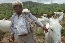 গাধার দুধের এত দাম কেন? সারা দেশে লাফিয়ে বাড়ছে চাহিদা, এই দুধ খেলেই চমৎকার