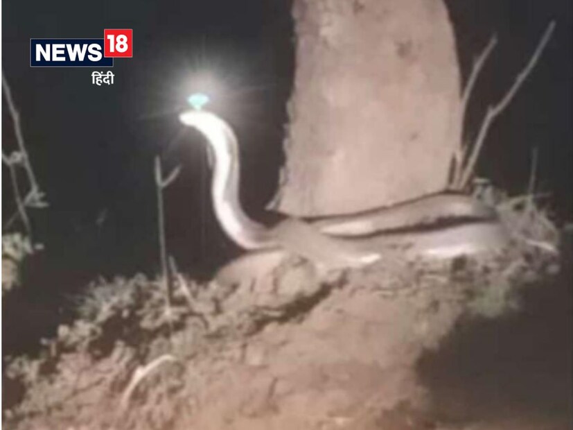 সেখানেই মাঝরাতে দুজন জঙ্গলে নাগমণি দেখেছিলেন ৷ যদিও এই ছবির সত্যতা যাচাই আমরা করিনি ৷ 