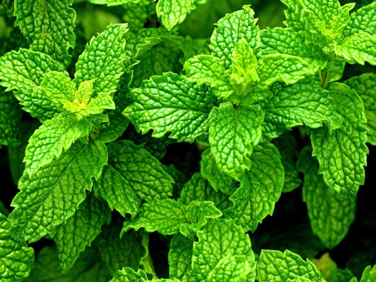 Uric Acid Control Tips in Bengali ওষুধ ছাড়াই কমবে ইউরিক অ্যাসিড