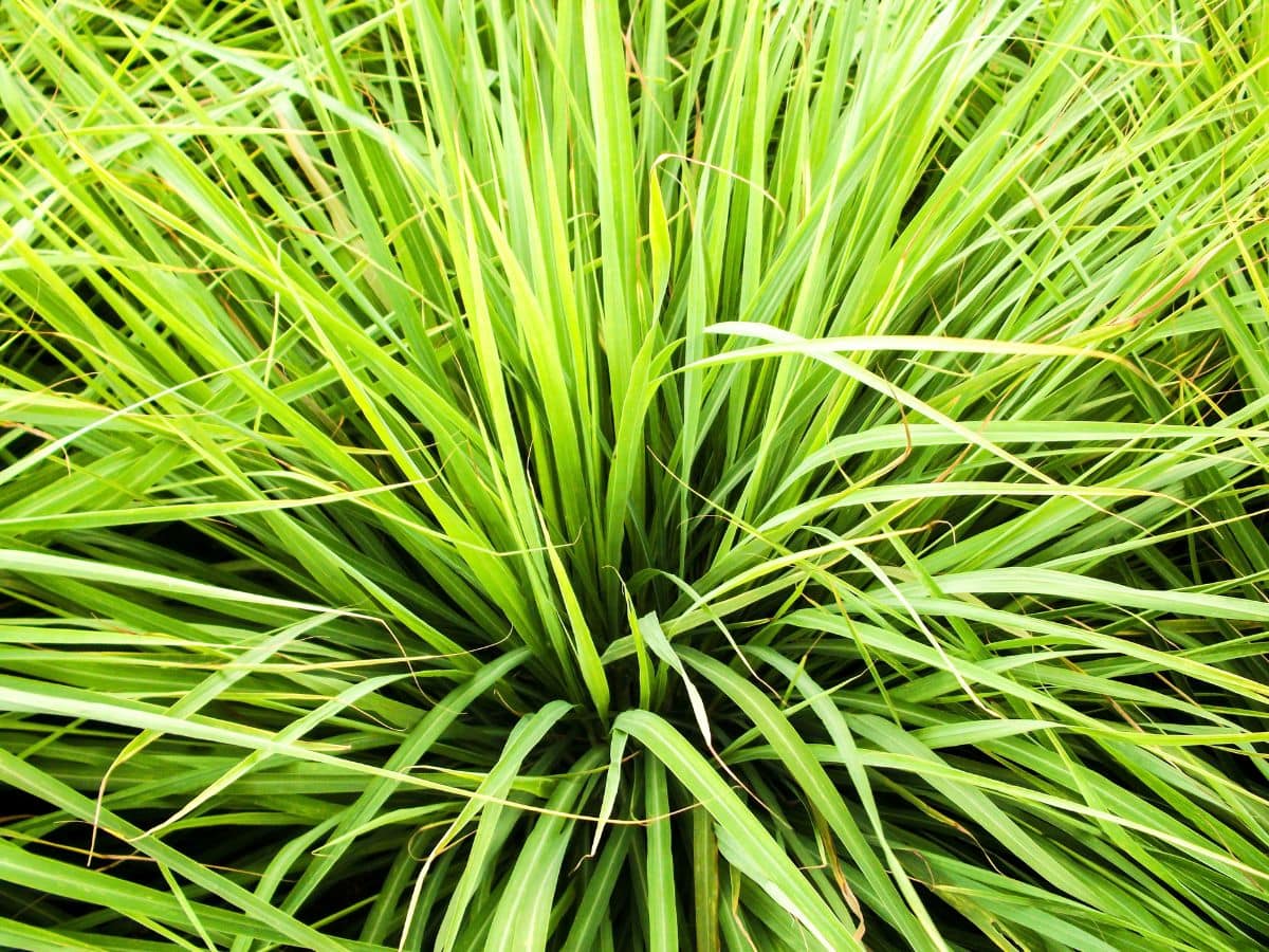 Mosquito‍ Repellent Plants গাছও তাড়াতে পারে মশা! সত্যি.. বাড়িতে