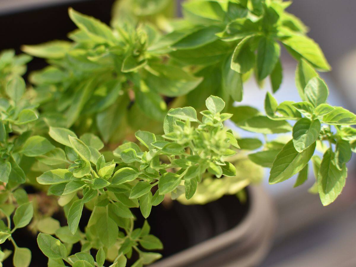 Mosquito‍ Repellent Plants গাছও তাড়াতে পারে মশা! সত্যি.. বাড়িতে