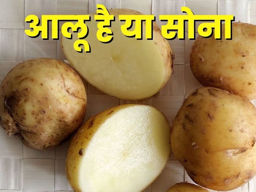 ফ্রান্সে উৎপাদিত Le Bonnotte Potato এর দাম সোনা ও রুপোর দামের সঙ্গে রীতিমতো প্রতিযোগিতায় নামতে পারে। জানেন এই প্রজাতির আলুর এক কেজির দাম কত? Le Bonnotte আলুর দাম প্রতি কেজির দাম ৫০,০০০ টাকা। (ছবি: @ফ্রান্সিন্থিয়াস/টুইটার)