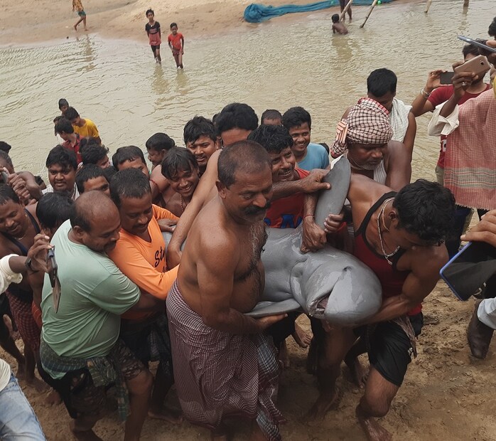  আর সেই ডলফিন শিলাবতী নদী থেকে উদ্ধার করে, গাড়িতে চাপিয়ে ডলফিনটিকে নিয়ে গিয়ে ছাড়া হল রূপনারায়ণ নদীতে। ( লেখা ও ছবি: সুকান্ত চক্রবর্তী)