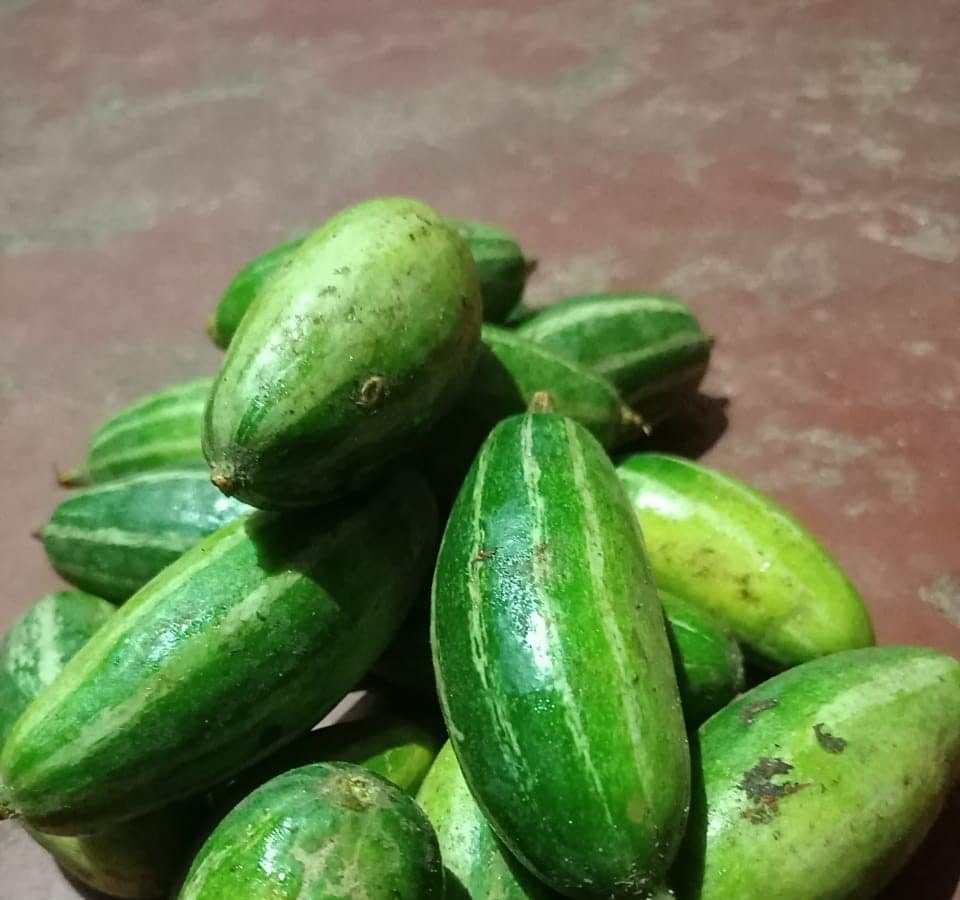 Beetle Gourd বছরভর সুস্থ থাকতে গরমে চুটিয়ে খান পটল এই সবজির গুণ জানলে অবাক হবেন Beetle Gourd