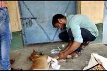 বীরভূমের রাস্তায় হঠাৎই লুটিয়ে লুটিয়ে পড়ে রয়েছে রাস্তার কুকুরেরা! জোর সন্দেহ