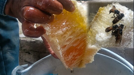 মৌচাক