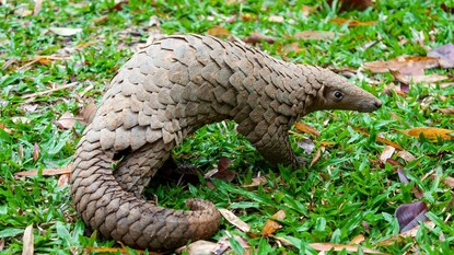 নেপাল পাচারের আগেই বন দফতরের অভিযানে উদ্ধার জ্যান্ত প্যাঙ্গোলিন নেপাল পাচারের আগেই বন দফতরের অভিযানে উদ্ধার জ্যান্ত প্যাঙ্গোলিন