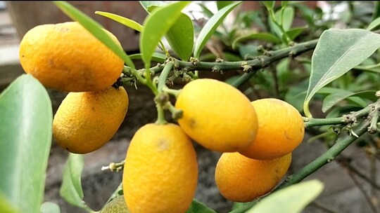 ছাদ