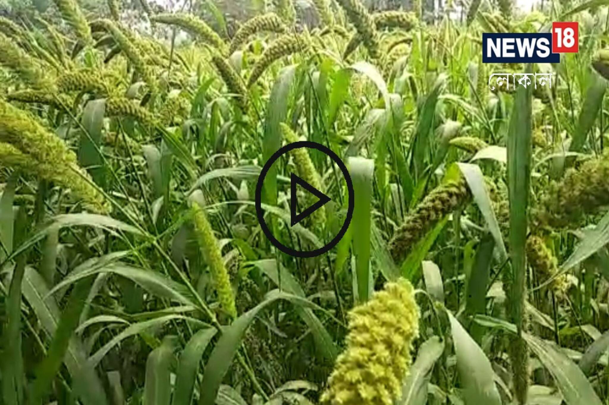 Foxtail Millet Cultivation: উত্তরবঙ্গের বুকে বিলুপ্তপ্রায় কাউনের চাষে নতুন উদ্যোগ! শুরু কাউনের চাষ