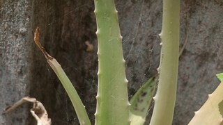 বাড়িতে একটা মাত্র এই গাছ থাকলে লাগবে অনেক উপকারে 