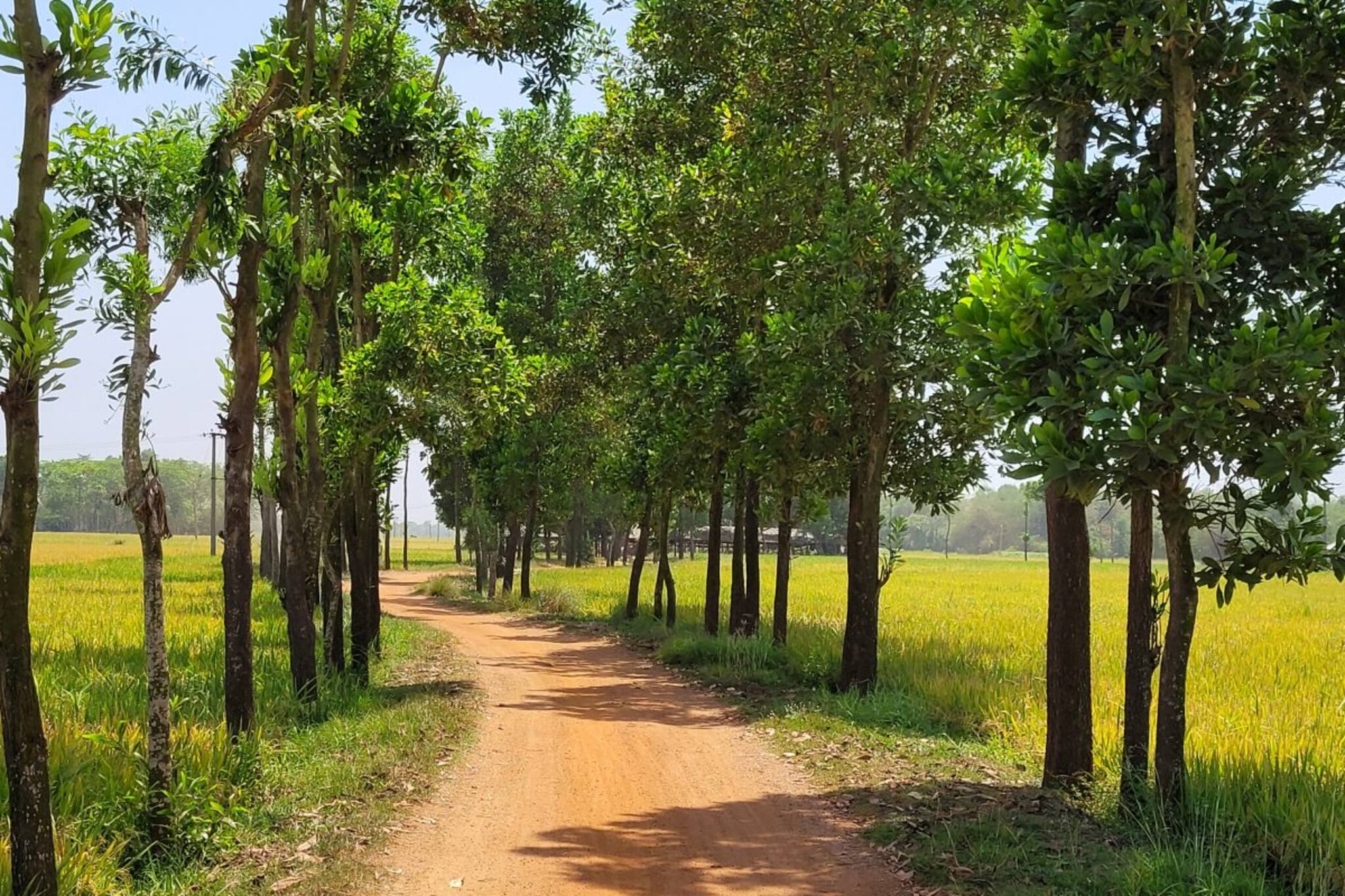দিনে দু'বার স্নান? বাড়ি ফিরেই ঠান্ডা জল? হিট-স্ট্রোক থেকে বাঁচতে জানুন নিয়ম