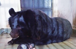 সন্তানকে কোলছাড়া করছে না ফুর্বু