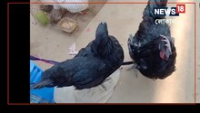 পালক, হাড়-মাংস সবই কালো, কড়কনাথ মুরগি পালন করে টাকাই-টাকা গ্রামবাসীদের