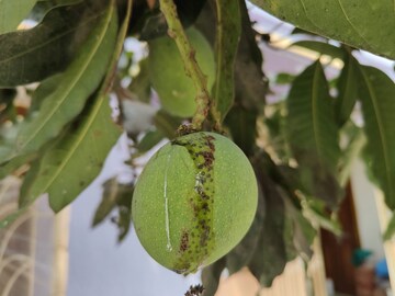 আমে