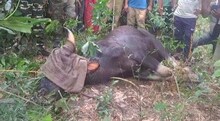গ্রামে ঢুকে পড়ল দুটি বাইসন! এদিক-ওদিক তাণ্ডব! অবশেষে কী হল? দেখুন ভিডিও