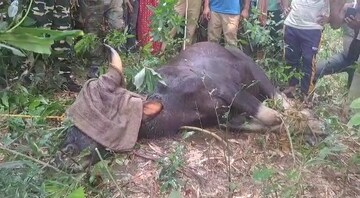 বনদফতরের