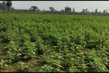আবহাওয়া বদলে স্বস্তি মিললেও, শিলাবৃষ্টিতে ভয়াবহ ক্ষতি জেলায়! জানুন