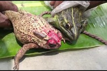 ব্যাঙের বিয়ে দিলে কেন হয় বৃষ্টি? কারণ জানলে অবাক হবেন!