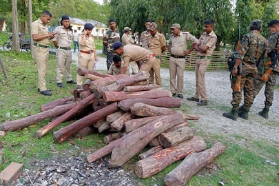 লাল চন্দন কাঠ 