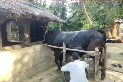 আমেঠির গরুর গল্প