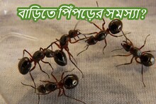 বাড়িতে পিঁপড়ের সমস্যায় নাজেহাল? রান্নাঘরের এই জিনিসই করে দেবে সমাধান, জেনে নিন
