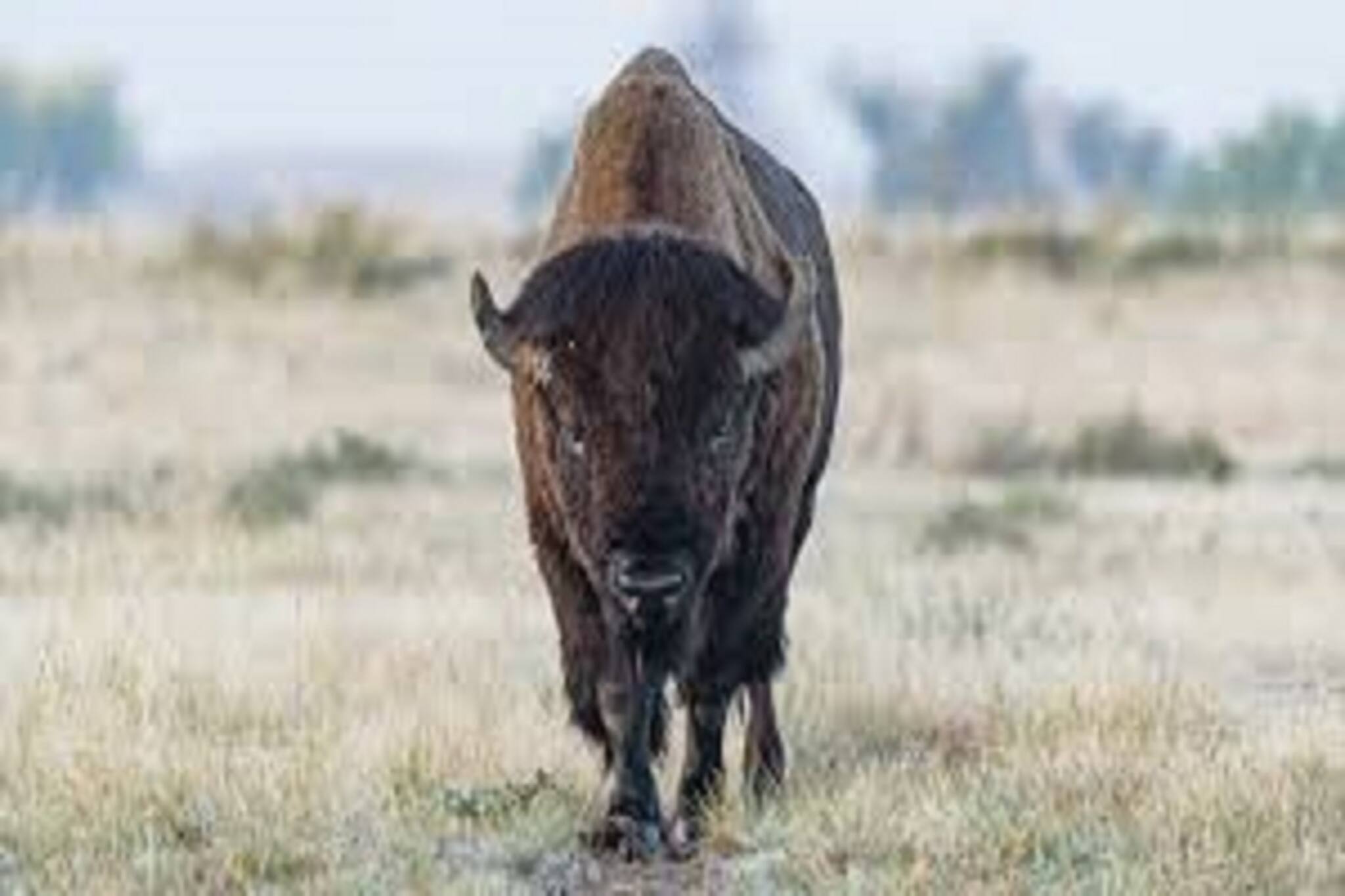 আলিপুরদুয়ারে বাইসনের হামলায় মৃত ষাঁড়, দেখুন ভিডিও