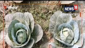 বাঁধাকপি