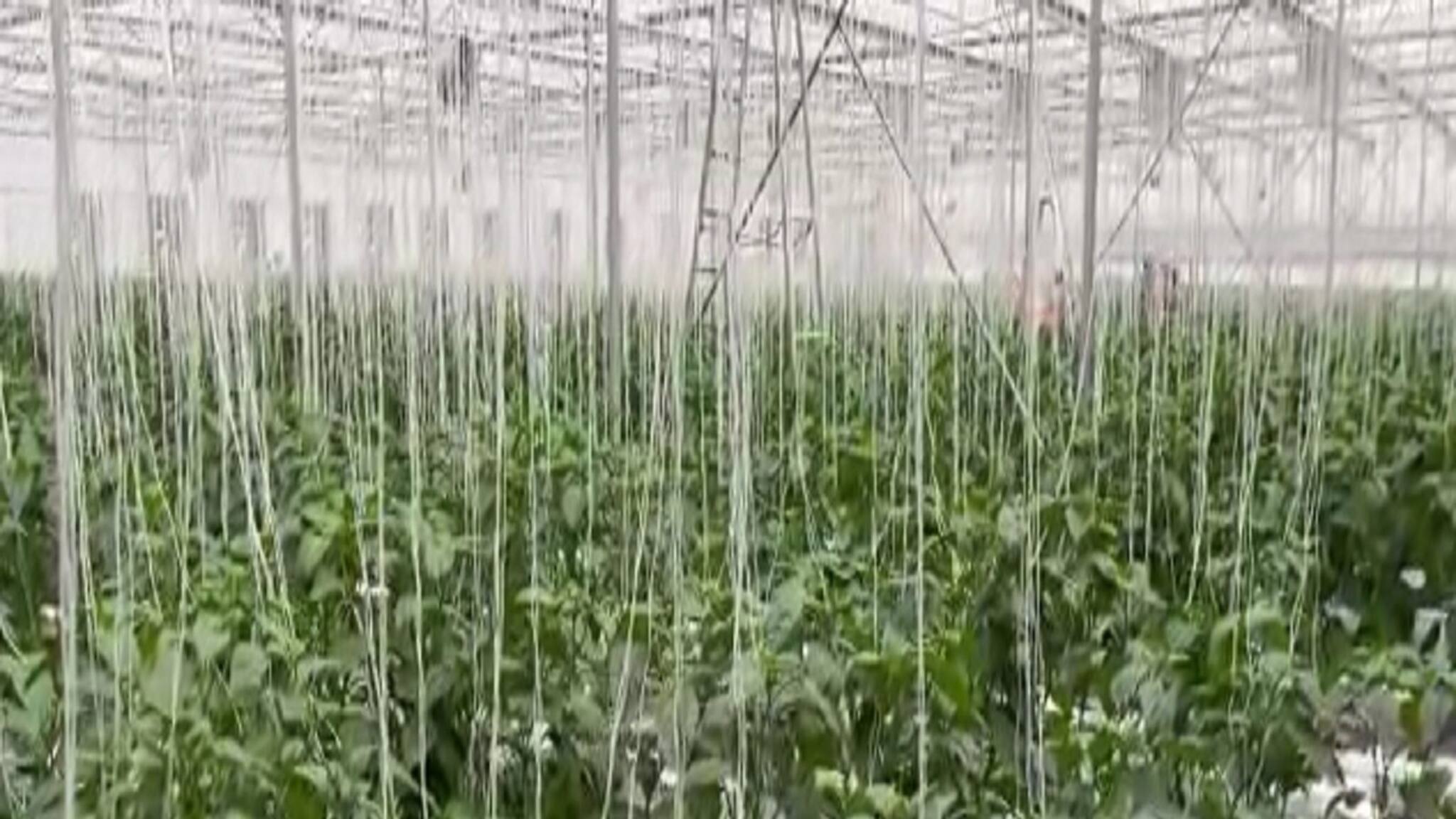 Siliguri News: পলি হাউজের ভিতরে ক্যাপসিকাম চাষ করে কৃষকদের স্বনির্ভর হওয়ার পথ দেখাচ্ছেন দুই ব্যবসায়ী