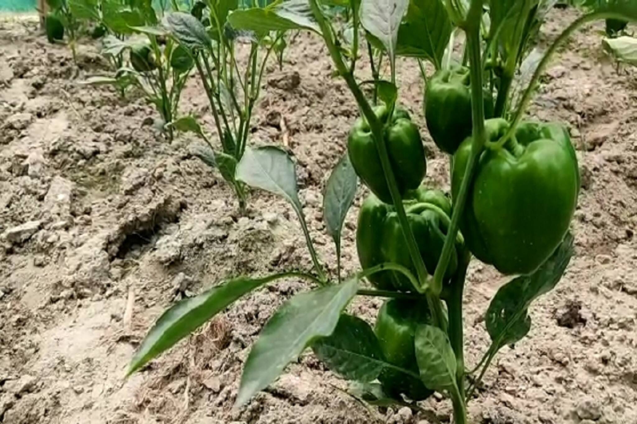 ক‍্যাপসিকাম চাষ করেই লাভের মুখ দেখছেন লতাবাড়ির কৃষকরা