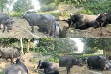 পাচারের আগেই উদ্ধার ৩০ টি মোষ! তবে কী পশু পাচারের ট্রানজিট পয়েন্ট এখন ইসলামপুর?