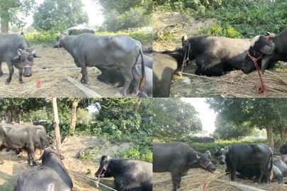 পশু পাচারের অভিযোগ