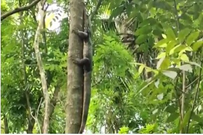 গাছের ডালে কুমীরের মতো দেখতে গাগরোল৷৷ 