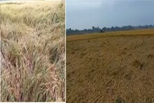 একাধিক জেলায় বৃষ্টির জেরে ব্যাপক ক্ষতি হয়েছে ধান চাষে