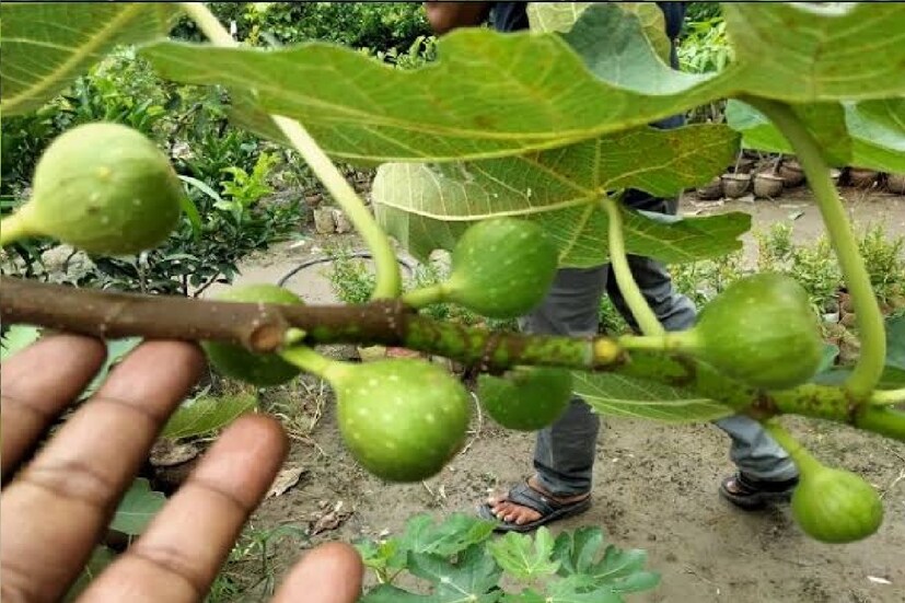 *বসতবাড়ির কোনও কোনও গাছ যেমন বাড়ির শ্রী বৃদ্ধি করে। ঠিক তেমনই অশুভ গাছ আপনাকে সংকটের মধ্যে ফেলতে পারে। সংগৃহীত ছবি। 