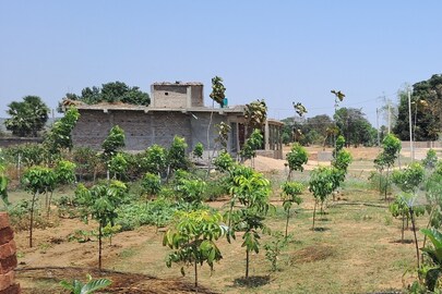 গয়ার এই জমিতে এক সময়ে  কৃষি সম্ভব ছিল না, এখন সবুজে ভর্তি