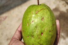 বাঁকুড়াতে বসেই পাওয়া যাচ্ছে থাইল্যান্ডের পেয়ারা, যা স্বাস্থ্যের পক্ষে ভাল