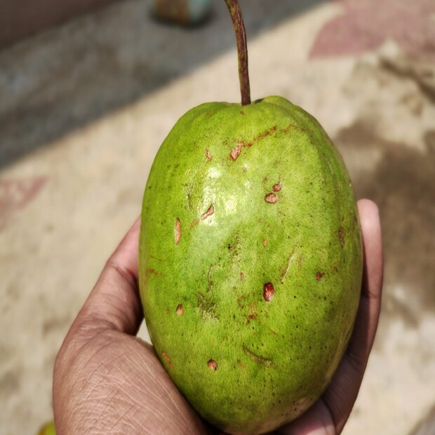 পেয়ারা ভিটামিন C–এর অসাধারণ উৎস। ১টা পেয়ারায় ২১১ মিলিগ্রাম ভিটামিন C পাওয়া যায়। যা মুখগহ্বর, দাঁত ও মাড়ি সুস্থ রাখতে সাহায্য করে। পেয়ারা শুধু পুষ্টিগুণেই সেরা নয়, জনপ্রিয়তাতেও সেরা সস্তা এই ফলটি।