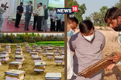 গুজরাতে এবার ‘মিষ্টি বিপ্লব’… ৬ বছরে ৬ গুণ আয় বেড়েছে কৃষকদের, আপনিও পেতে পারেন লাভ