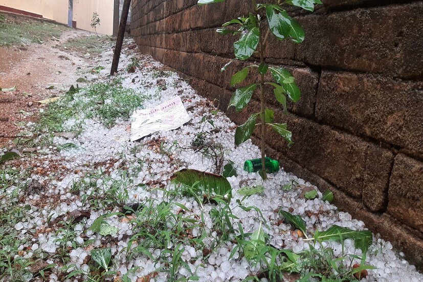 তবে দাঁতন এলাকায় চাষ হওয়া সবজিতে বেশ ক্ষতি হবে বলে মনে করা হচ্ছে। Input-  Ranjan Chanda