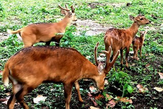 নাত্রিণী হরিণ